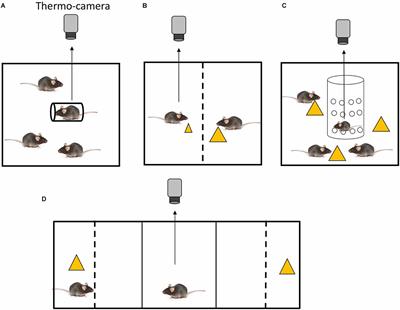 Infrared thermography for non-invasive measurement of social inequality aversion in rodents and potential usefulness for future animal-friendly studies